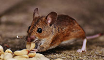24 Hour & Emergency Exterminators in Gonzales, LA